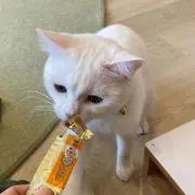 ねこ最強❤️