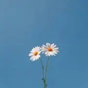 myysの画像
