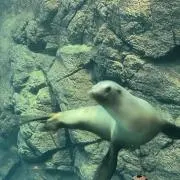 さくら