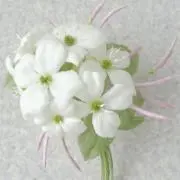 茉莉英の画像