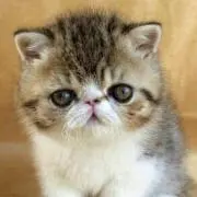 リンゴちゃん