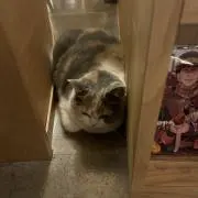 らいちょの画像