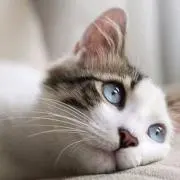 あさの画像