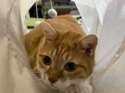 ことらの画像