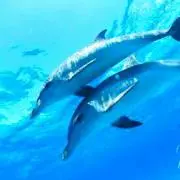 桃瀬の画像