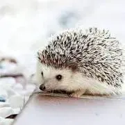 ゆんちの画像