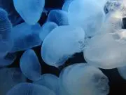 まる★24時間以内発送★の画像