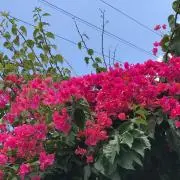 しょこ