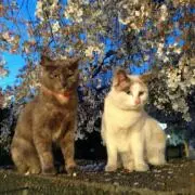 ねねここ自宅療養中★出品&発送ゆっくりの画像