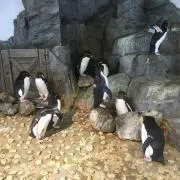 kuの画像