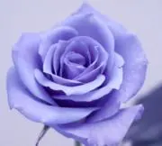 かず0606の画像