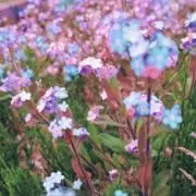 ほけみの画像