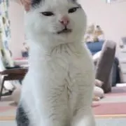 よのの画像