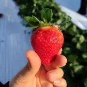 ちょこ