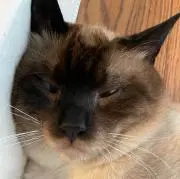 がっちゃんの画像