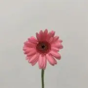 Kの画像