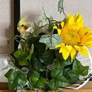 茉緒の画像