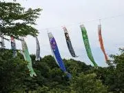 りーこ【7月末まで48時間以内に発送中】の画像