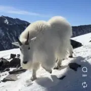 Memphisの画像