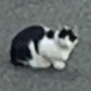 パッチョ