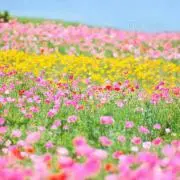 landabuの画像