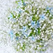 yの画像