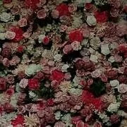 ポポラの画像