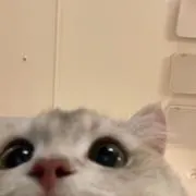 らぴたの画像