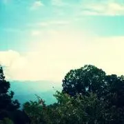 ココ