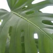 Leaf & Grow｜観葉植物
