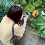 おまんじゅうの画像