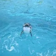 FUZZの画像
