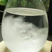 たんごの画像