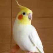 ルチノー