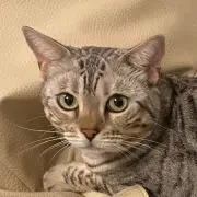 いっさの画像