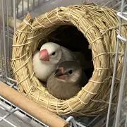 よんじゅん即日配送！の画像