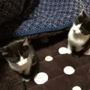 とっとの画像