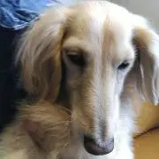 昭和レトロン♪の画像
