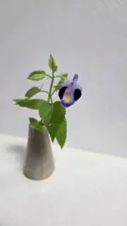 もちちの画像