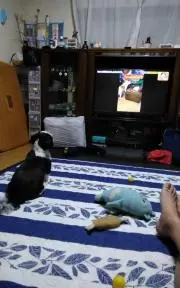 ミスターポポの画像
