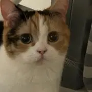 椿の画像
