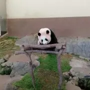 n bo
