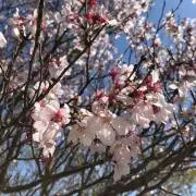 niniななの画像