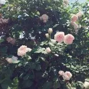 こっこたん