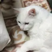 しろの画像