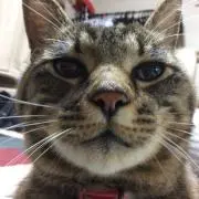 ふなちゃんの画像
