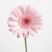 断捨離中⭐︎そねぴーの画像