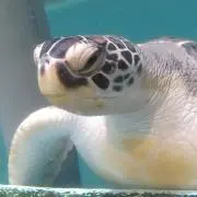 izmonの画像