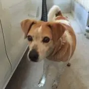 ポアロ