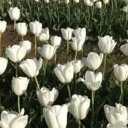 ずー
